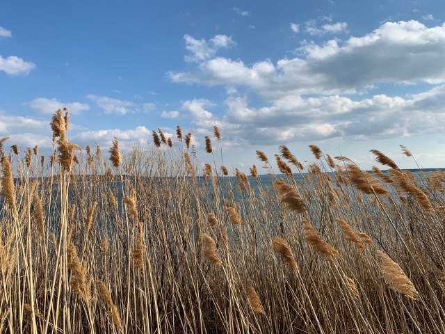 Mindfulness Series with Donna Nesteruk – Northforker